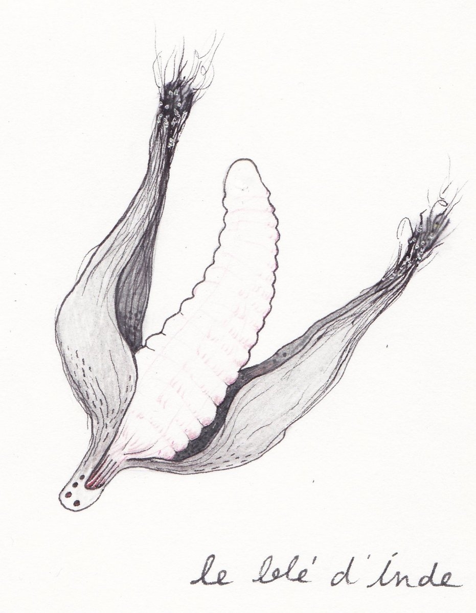 Le blé d'Inde, 2011, feutre sur papier Le blé d'Inde, 2011, feutre sur papier