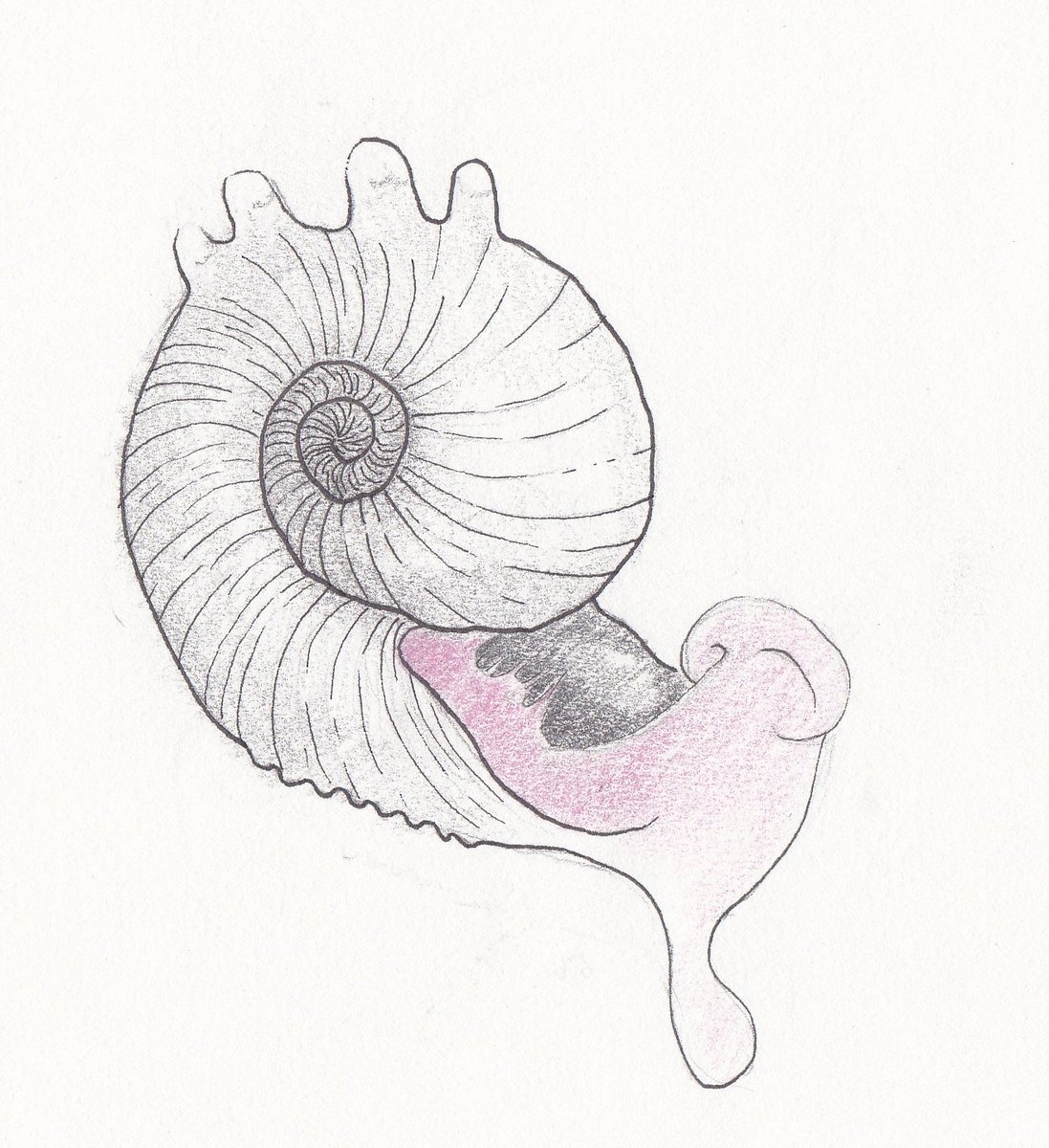 Escargot chaud, encre de chine et crayon de couleurs sur papier, 2010 Escargot chaud, encre de chine et crayon de couleurs sur papier, 2010