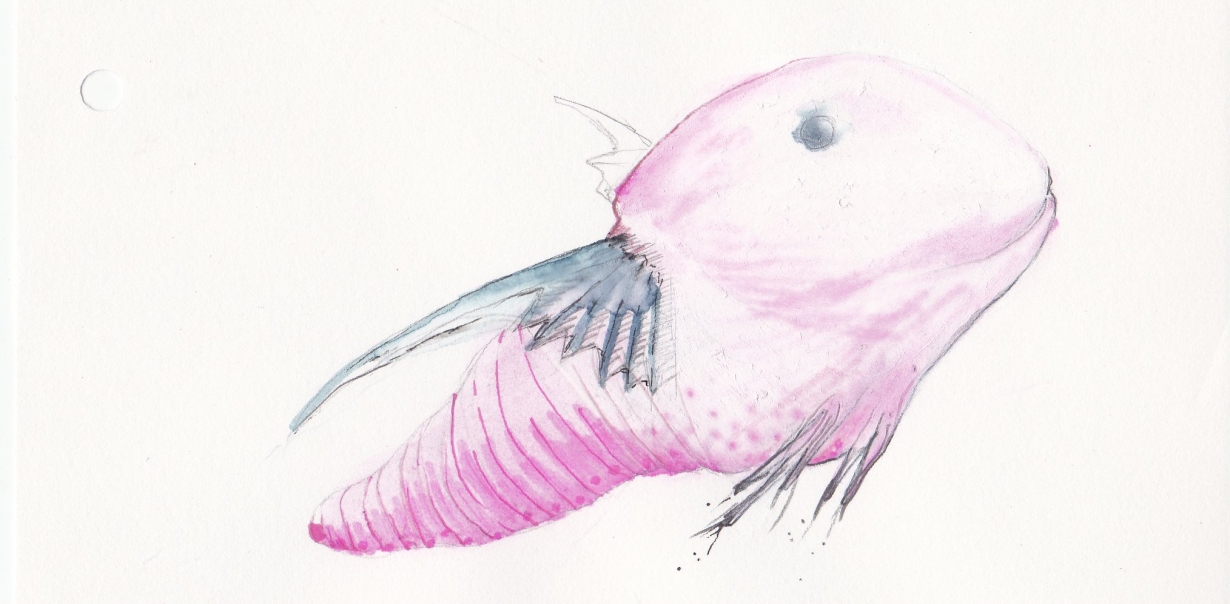 Poisson rose, feutre et aquarelle, 2010 Poisson rose, feutre et aquarelle, 2010